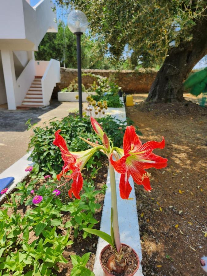 Casa Vacanza Maria Antonieta Marina di Camerota Exteriér fotografie